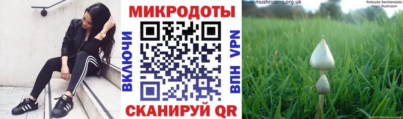 Купить закладки  Киржач  Псилоцибиновые грибы Psilocybine cubensis 